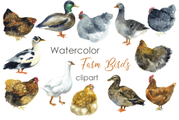 Watercolor Clipart. Farm Chickens Bird: A Designer's Guide
